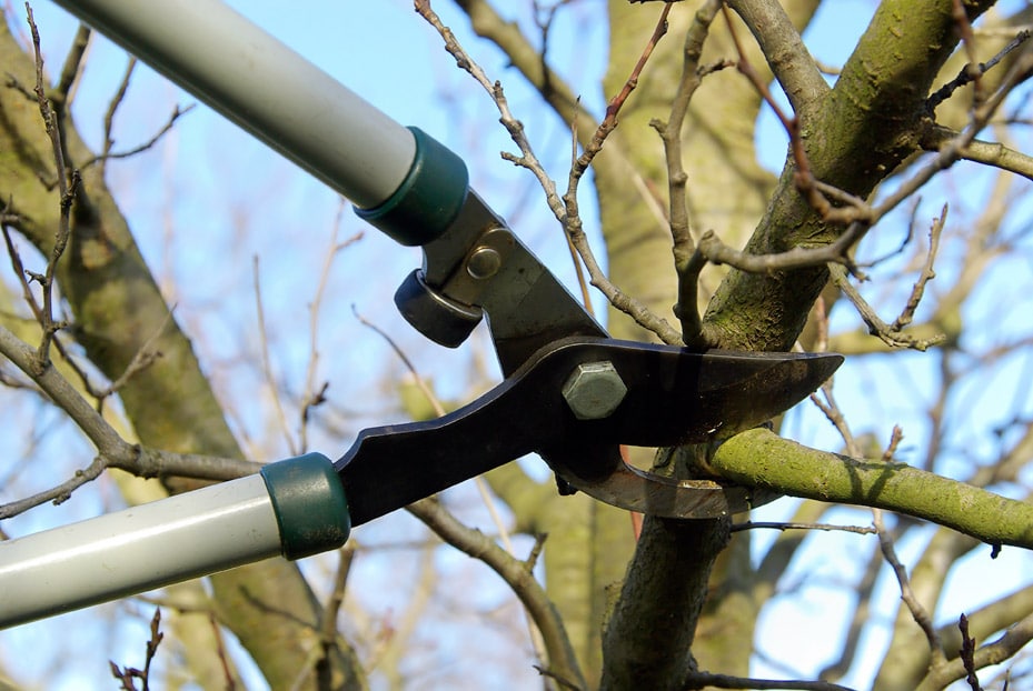 élagueur professionnel