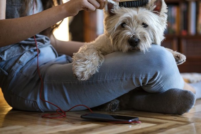 Commencez avec votre animal de compagnie