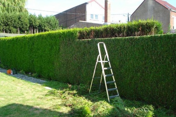tailler une haie de jardin correctement