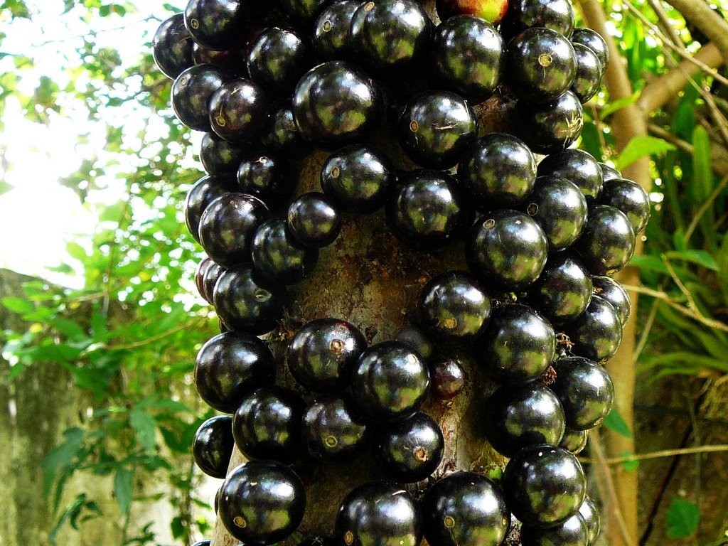 jaboticaba