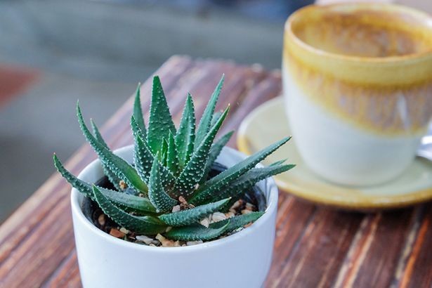 aloe vera