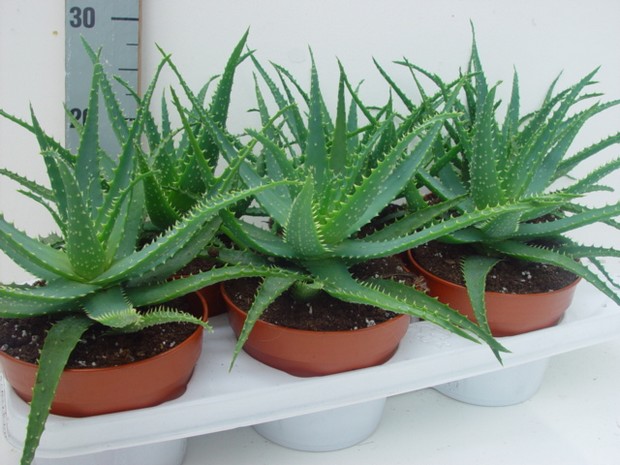 Comment cultiver de l'aloe vera dans un pot ?