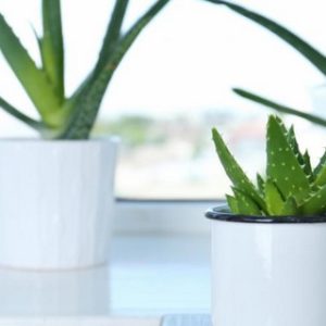 Comment cultiver une plante d'aloe vera à la maison ?