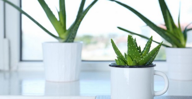 Comment cultiver une plante d'aloe vera à la maison ?