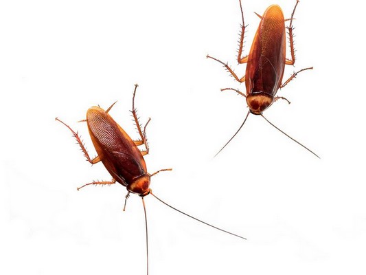 vous débarrasser des cafards pour toujours