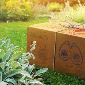 Obtenir Raichu d'Alola et Raichu d'Alola shiny dans Pokémon GO avec les tampons des phases d'études de terrain en septembre