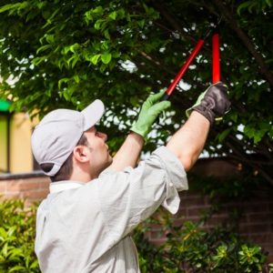 Peut-on élaguer les arbres de son voisin ?