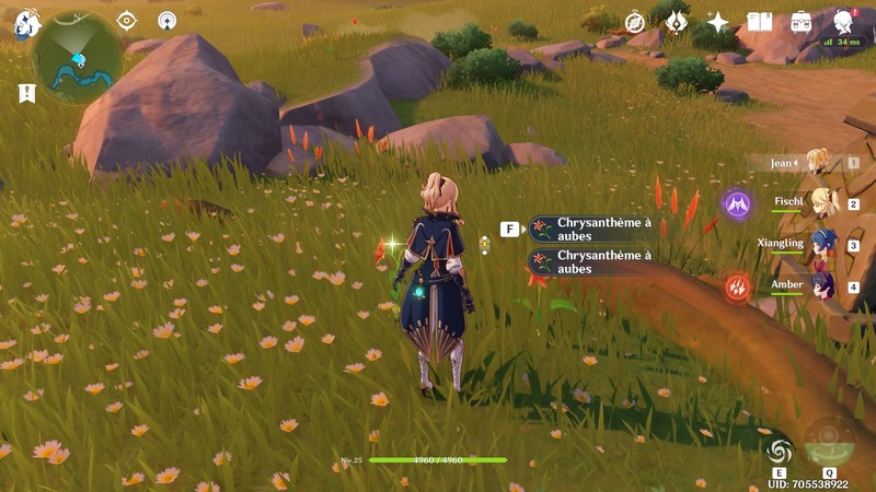 les chrysanthèmes à aubes