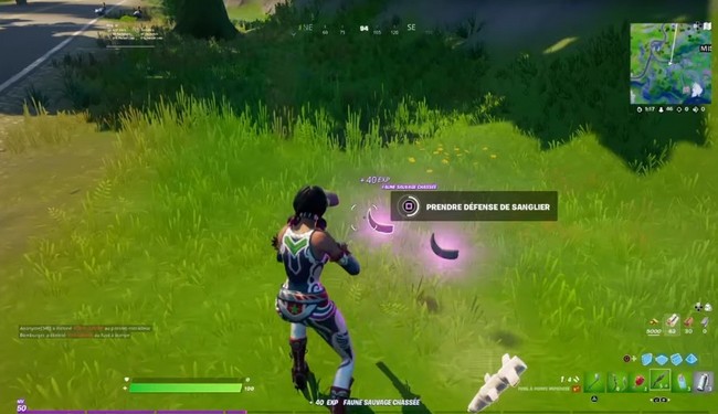 obtenir une défense de sanglier