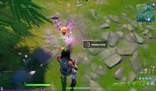 trouver des plumes de poule