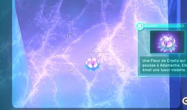 fleur de Crysta-Plaine Frisquette