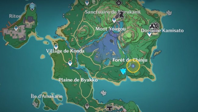 Tanuki dans la forêt