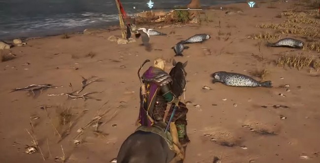 emplacement Queues de Phoque