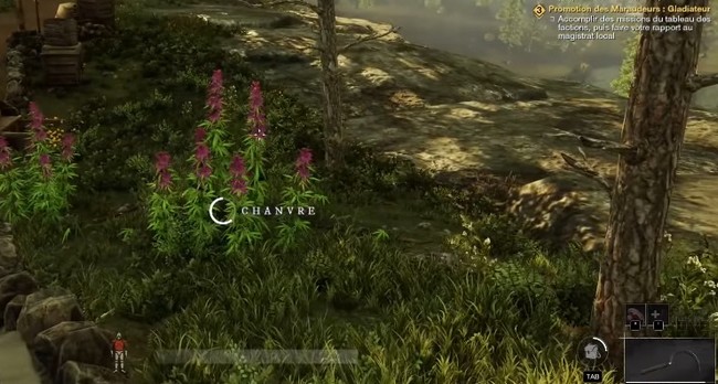 Des plantes de Chanvre pour obtenir des fibres dans New World