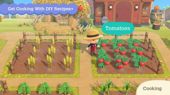 Comment avoir de la tomate dans Animal Crossing : New Horizons ?
