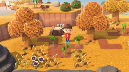 Îles aux cannes à sucre