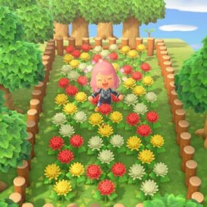 graines des chrysanthèmes