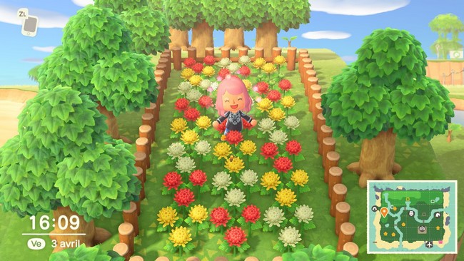 graines des chrysanthèmes