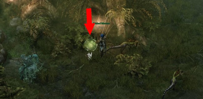 Emplacement graine de Mokoko à Mont Anguemos 2