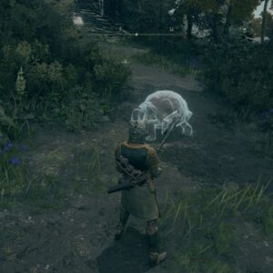 Emplacement de la tortue n°1