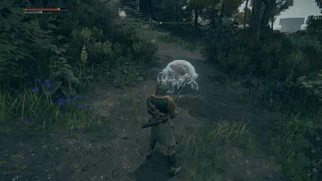 Emplacement de la tortue n°1