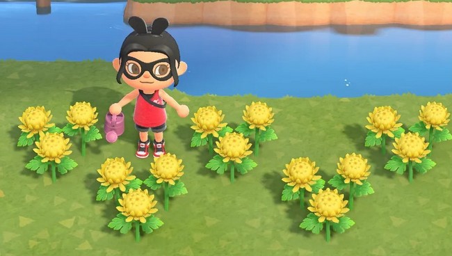 Chrysanthèmes animal-crossing-new-horizons