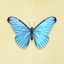 Morpho bleu 