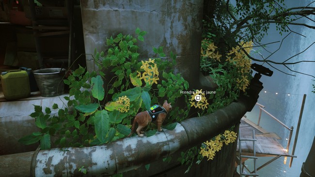 emplacement Fleur jaune stray