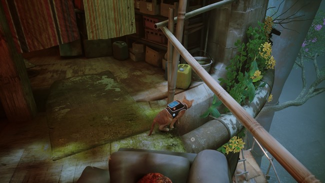 emplacement Fleur jaune stray