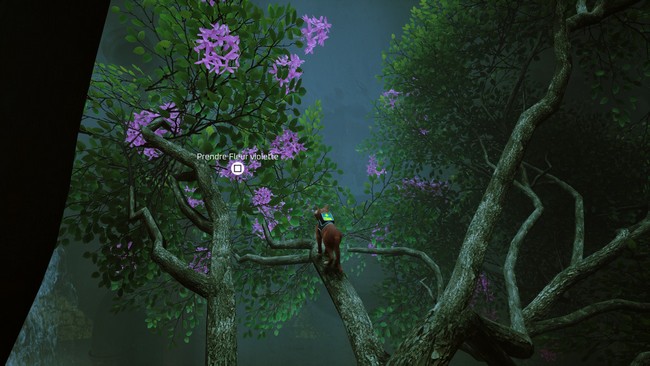 emplacement Fleur violette stary