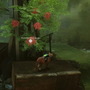 emplacement fleur rouge stray