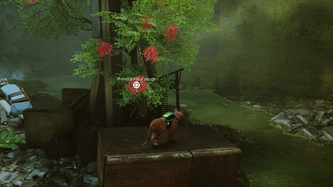 emplacement fleur rouge stray