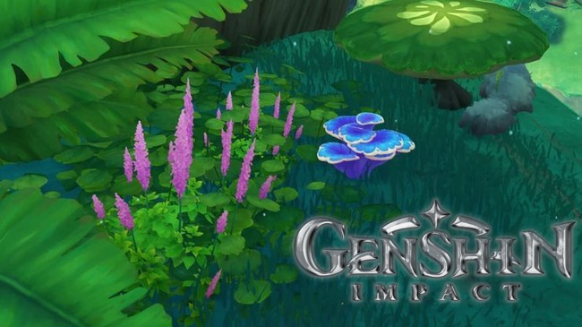 Emplacement Champignon sacramental Genshin Impact