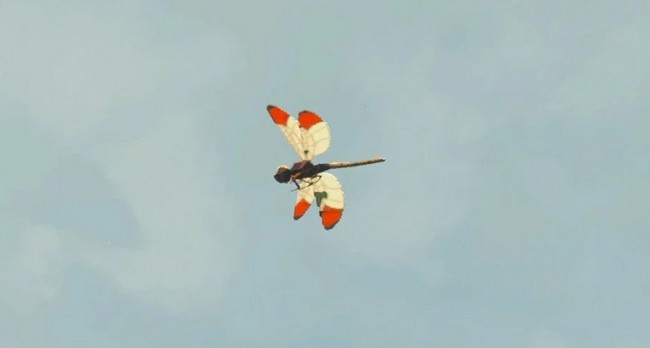 Libellule Piment Zelda Tears of the Kingdom