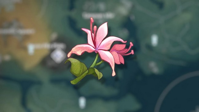 Fleur de paon Wuthering Waves