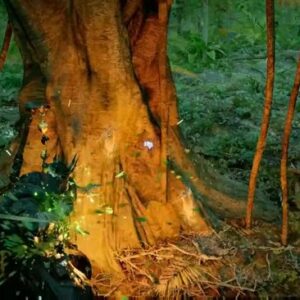 Utiliser la compétence Coup de paume : Guérison